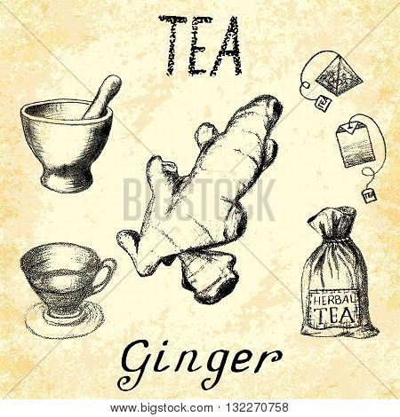 Ginger herbal tea. Set of vector elements on the basis hand pencil drawings. Ginger root tea bag mortar and pestle textile bag cup. For labeling packaging printed products