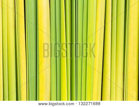 colorful leaves of nipa palm background and texture