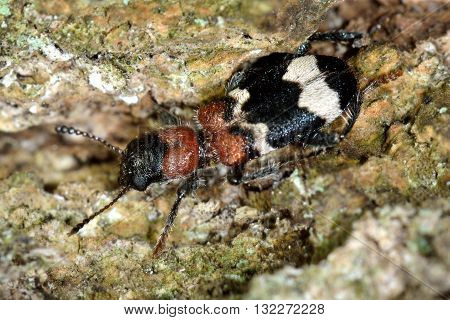 Ant beetle (Thanasimus formicarius) on bark. Black and white insect in the family Cleridae, hunting on tree in British woodland