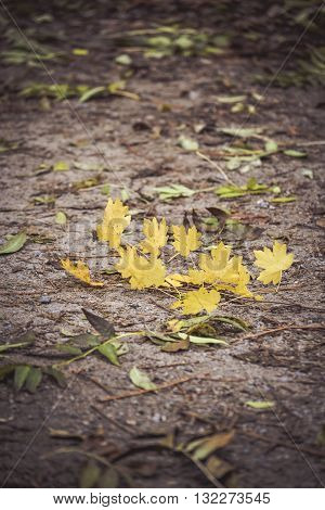 twig with yellow leaves lying on dark ground, filter
