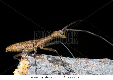 Longhorn Beetle (Gnoma confusa) from Kinabalu National Park.