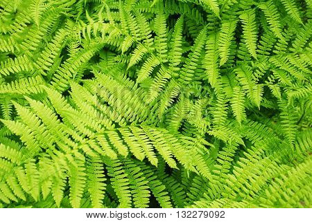 Back Ground of a Green Summer Fern