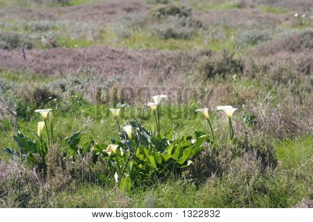 Arum liljer i feltet