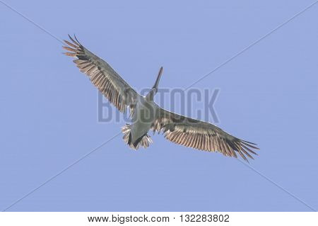 GREY PELICAN: a grey pelican found in asia shot from below