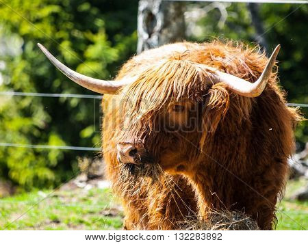 Scottish highland cow with long horns eats in the farm