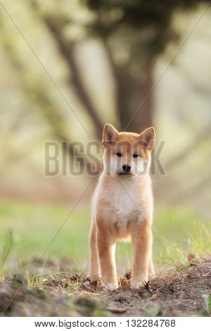 Beautiful Young Red Shiba Inu Puppy Dog Outdoor