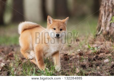 Beautiful Young Red Shiba Inu Puppy Dog Outdoor