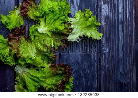 Fresh Lollo Rosso Salad Leaves
