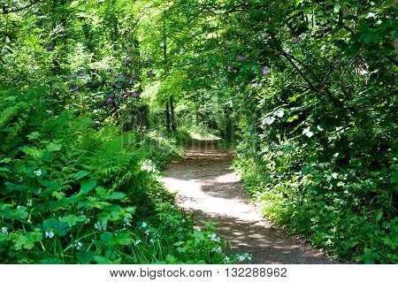 Walking footpath in Rhododendron Gardens in Deer park Dublin Irelnad