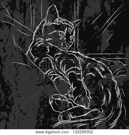 Illustration for decoration of cat products. Can be used to decorate your design on the banners greeting cards labels packaging shampoos vitamins or other products