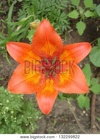 Orange lilium flower orange day lily .
