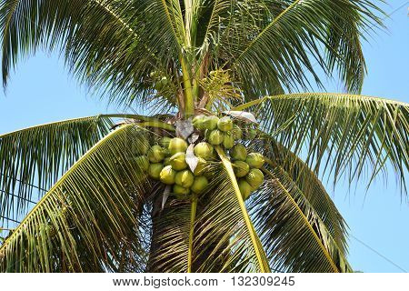 Coconut fruits on tree, coconut garden, a lot of coconut