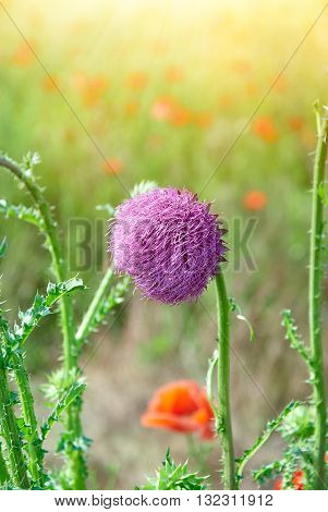 Close Up Of Round Spiky Purple Flowers