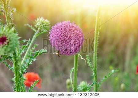 Close Up Of Round Spiky Purple Flowers