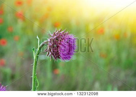 Close Up Of Round Spiky Purple Thistle Bud