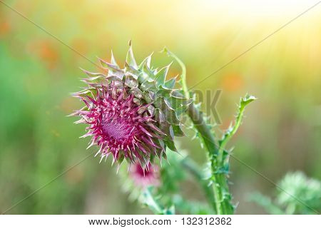 Close Up Of Round Spiky Purple Thistle Bud