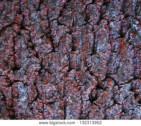 kind of tree bark growing in a dense forest