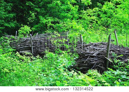 broken branches of trees in the forest in a clearing near the abandoned forest road