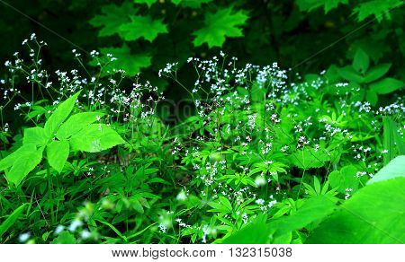 white flowers growing in a forest clearing