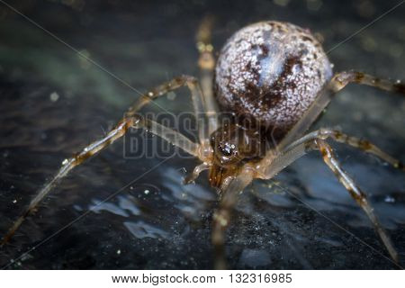 Close up macro common house spider with large abdomen