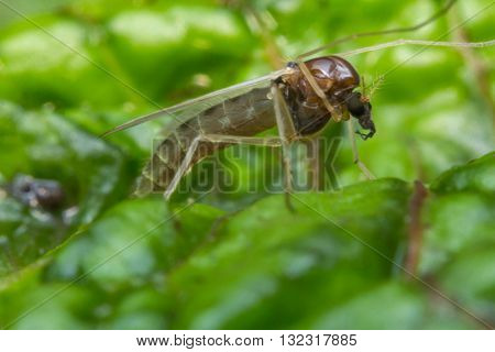 Close up macro of small sand fly gnat on green leaf