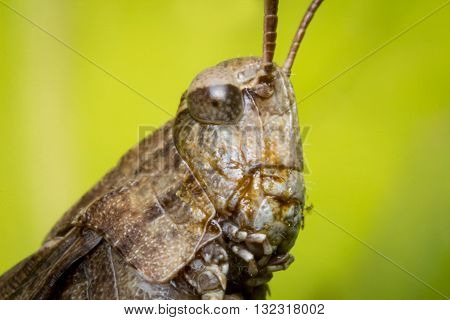Extreme closeup macro carolina locust grasshopper insect portrait