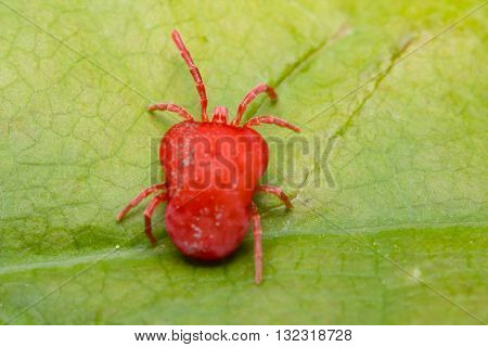 Close up macro Red velvet mite or Trombidiidae in natural environment