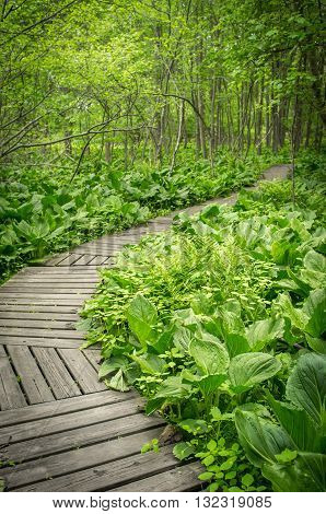 Summer wooden boardwalk path through forest wilderness
