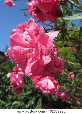 Flowering Oleander ( Nerium oleander Apocynaceae ) with pink flowers against the blue sky