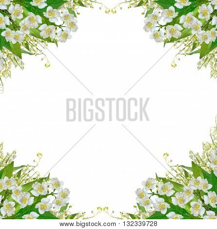 White jasmine flower. branch of jasmine flowers isolated on white background. spring flowers