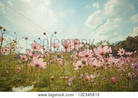 Cosmos Flower Blossom In Garden