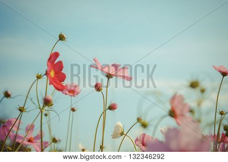 Cosmos Flower Blossom In Garden