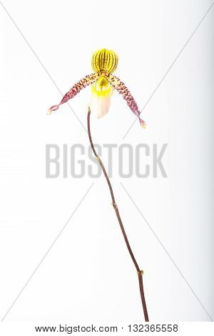 exotic tropical orchid species Paphiopedilum appletonianum lady's slipper flower closeup isolated on white