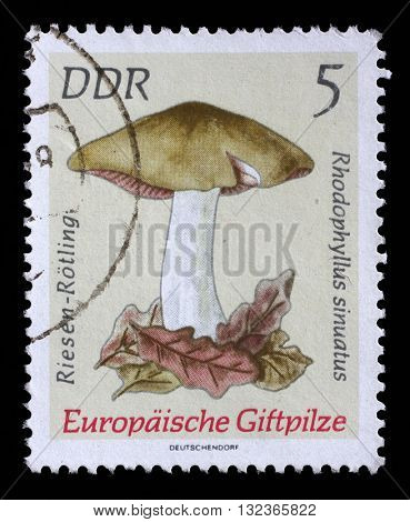 ZAGREB, CROATIA - SEPTEMBER 05: A Stamp printed in GDR shows image of the Entoloma sinuatum, from the series Poisonous European Mushrooms, circa 1974, on September 05, 2014, Zagreb, Croatia