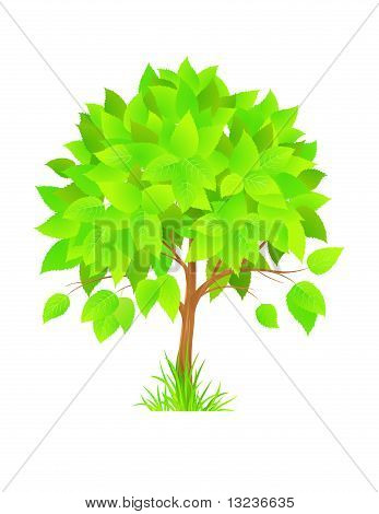 Bellissimo albero verde
