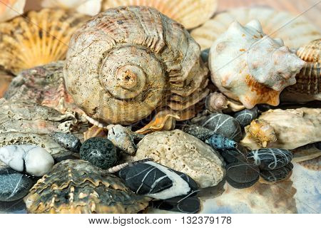Macro photo of a group of seashells and pebbles on the seashore with the reflection of the sky