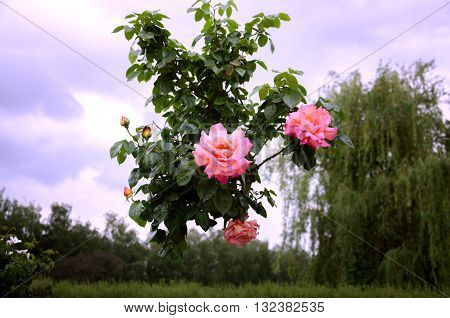 beautiful flowering shrub roses against the sky and weeping willow