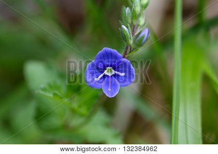 Macro photo of a german speedwell (Veronica chamaedrys). A common wildflower in Europe.