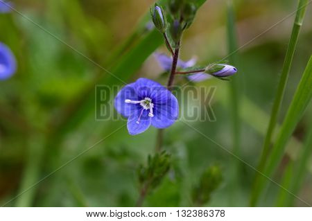 Macro photo of a german speedwell (Veronica chamaedrys). A common wildflower in Europe.
