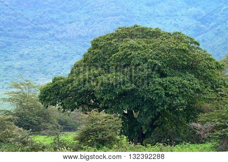 Mountain african forest with acacia and lush bushes