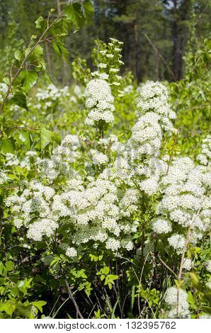 A wild herb, a shrub which grows in the forest zone Spirea.