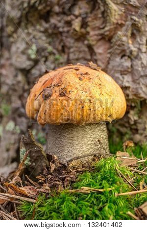 orange-cap boletus growing in the forest closeup (Leccinum versipelle)
