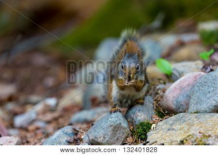 Red Squirrel in a Boreal forest in northern Quebec. The red squirrel or Eurasian red squirrel is a species of tree squirrel. The red squirrel is an arboreal, omnivorous rodent.