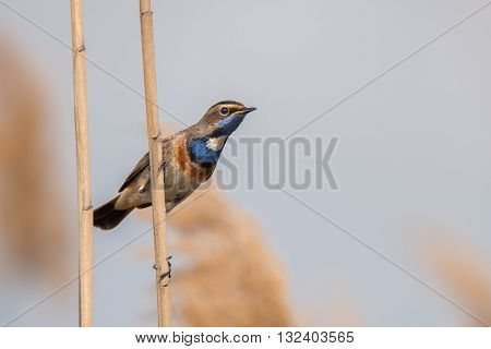 Bluethroat or Luscinia svecica is sitting on reed