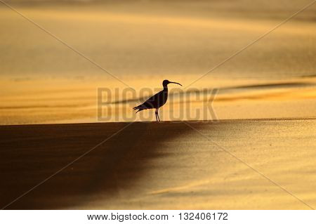 Sandpiper silhouette is a sihouetted profile of a sandpiper exploring along the beach at dawn.
