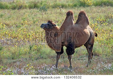 Beautiful  bactrian camel or Camelus bactrianus is grazing in steppe