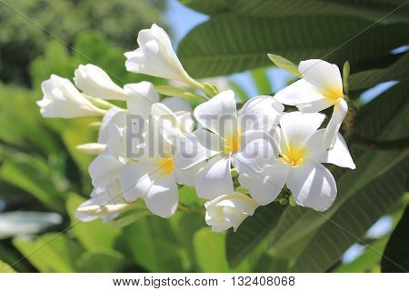 Leelawadee white flower close up hanging on the tree