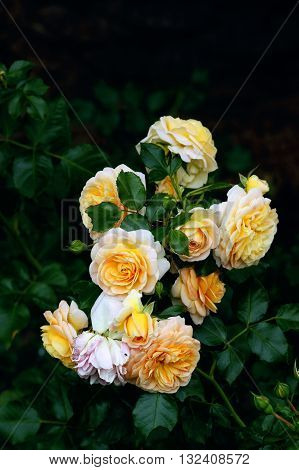 Yellowish-orange the opened buds on a bush of roses