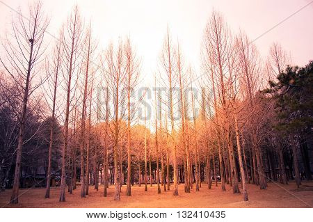 In the morning light shines through the middle of the tree. Feeling exotic