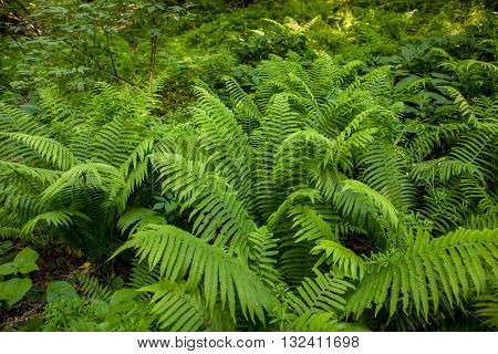 overgrown green forest fern, the green fern and the trees in the forest